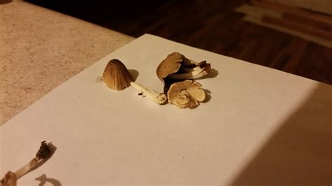 Wisconsin Mushroom Id Mushroom Hunting And Identification Shroomery