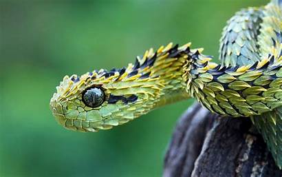 Viper Snake Snakes Wallpapers Bush Atheris Hispida