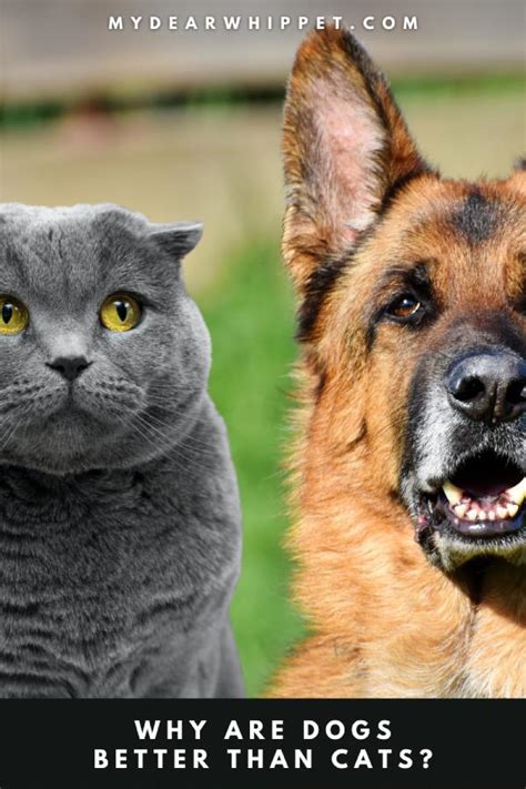 Why Are Dogs Better Than Cats Here Are 13 Reasons