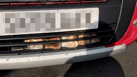 Miracle Cat Survives 40 Mile Car Journey Trapped In Vehicles Engine Space Mirror Online