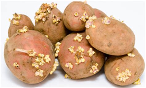 Potatoes that have been exposed to a lot of light or stored too cool or too warm can develop a green color and taste bitter, which usually. Growing Potatoes