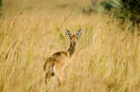 2 Days Lake Mburo Wildlife Safari Lake Mburo Safari