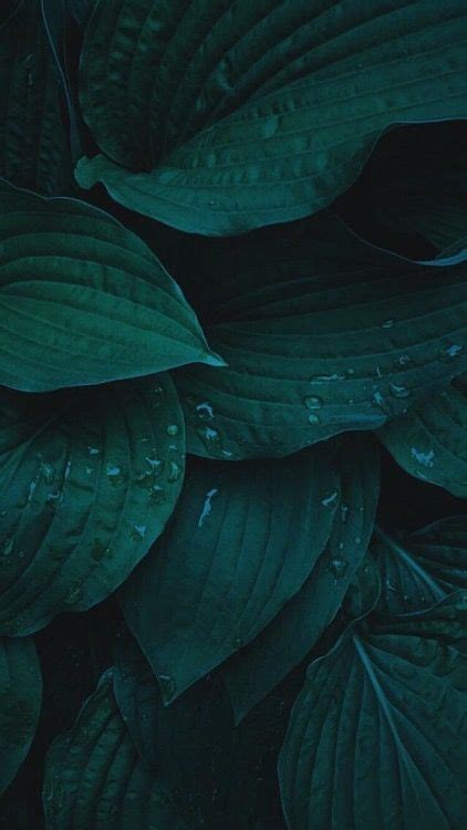 Green Leaves Iphone Wallpaper Background Brilefebvre Dark