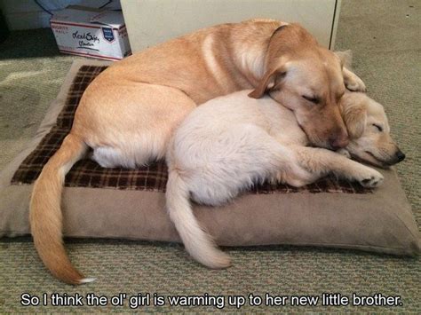 Two Dogs Cuddling Dog Cuddles Very Cute Dogs Cozy Dog Bed