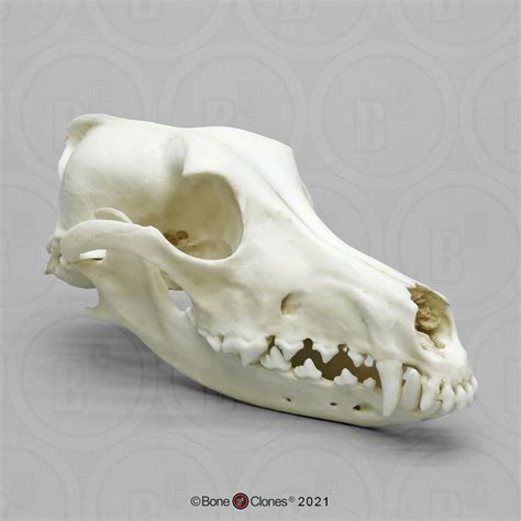 Saluki Skull Bone Clones Inc Osteological Reproductions