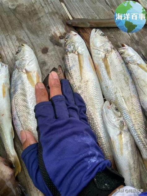 Check spelling or type a new query. 這些常見的石首科魚，你都知道名字嗎，我從少吃過大的魚叫青鱸 - 每日頭條