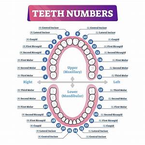 Tooth Number Chart To Identify Primary Teeth Eruption Charts