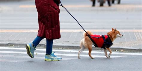 Because substantial evidence supports the board's finding of a likelihood of confusion between midwestern's waggin' strips mark and the registered. Midwestern Pet Foods recall after aflatoxin poisoning in ...