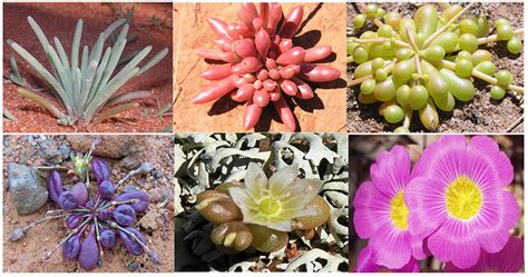 Australias Succulent Plants Australian Geographic