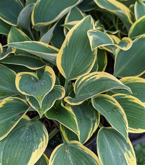Hosta First Frost First Frost Hosta From Prides Corner Farms