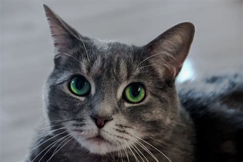 Photo Of Green Eye Of Gray Tabby Cat Hd Wallpaper Wallpaper Flare