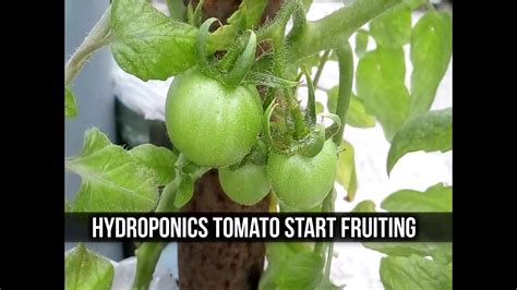 How To Grow Hydroponics Tomatoes Youtube