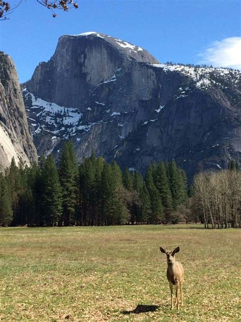Mule Deer At Ahwahnee Meadow Yosemite National Park National Parks