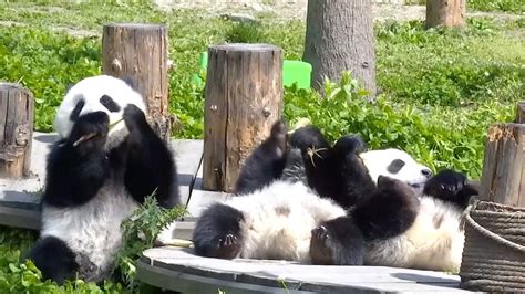 Five Pairs Of Captive Bred Giant Pandas Receive Wild Training In Sw