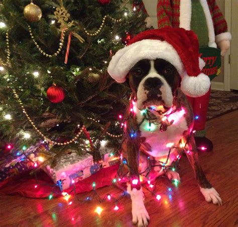 Boxer Dog Christmas Christmas Animals Autism Service Dogs Boxer Dogs