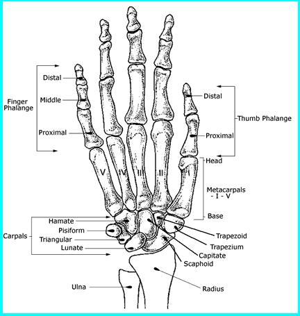 Anatomy Of The Bones