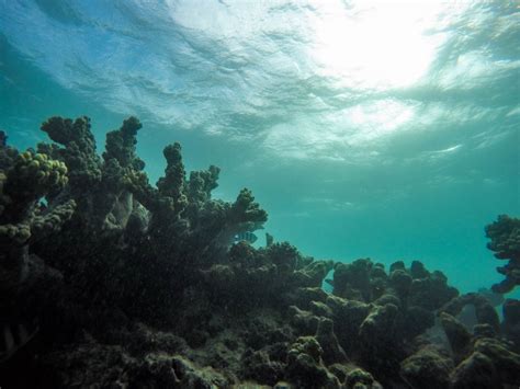 Free Images Sea Ocean Sunlight Underwater Coral Reef Habitat