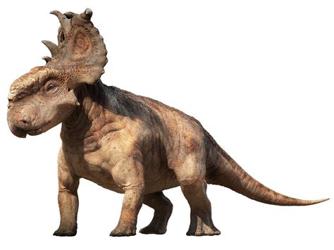 Pachyrhinosaurus Facts Habitat Diet Fossils Pictures