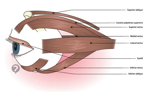 Extraocular Muscles