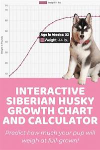 Siberian Husky Size Guide How Big Does A Siberian Husky Get