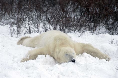 Polar Bear Photos Churchill Polar Bears