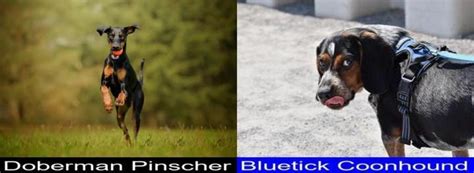 Differences And Similarities Between The Doberman Pinscher And The