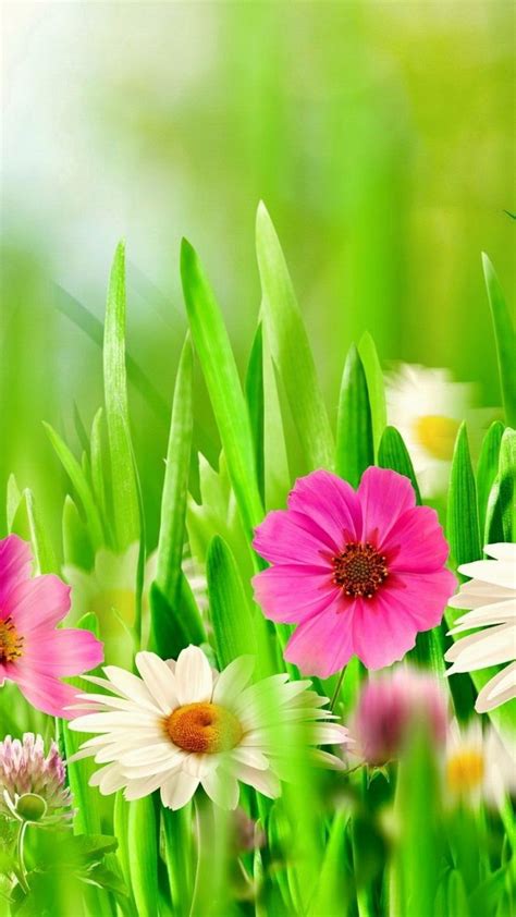 Flower Screensaver Images Daisy Flower Wallpaper 57 Images Hd To