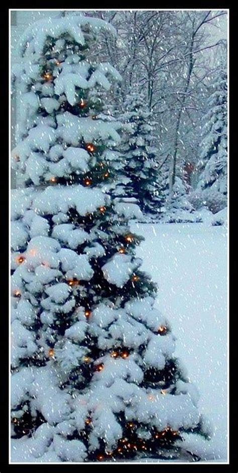 Snow Covered Tree With Lights Bgvj Christmas Pinterest