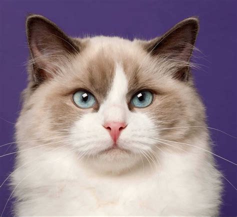 Ragdoll Cat Breed Everything You Need To Know