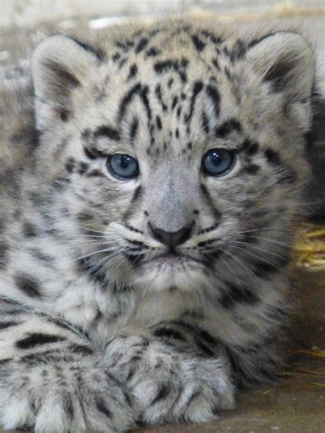 Male Snow Leopard Cub Twycross Zoo Nicola Williscroft
