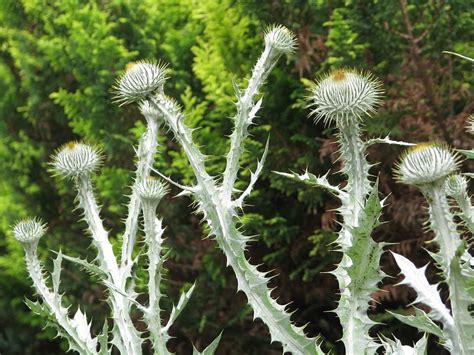 Cotton Thistle Plant Onopordum Acanthium Buds 12 Inch By 18 Inch