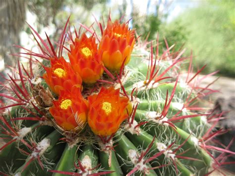 Red Barrel Cactus Touring The Botanical Cactus Garden At E Flickr