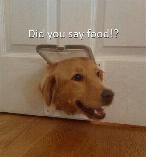 Did You Say Food Dog Humor