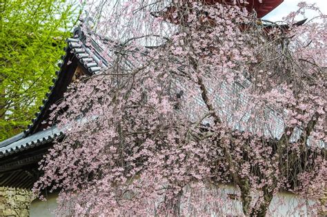 Pink Sakura Cherry Blossom Tree With Japanese Temple Stock Image