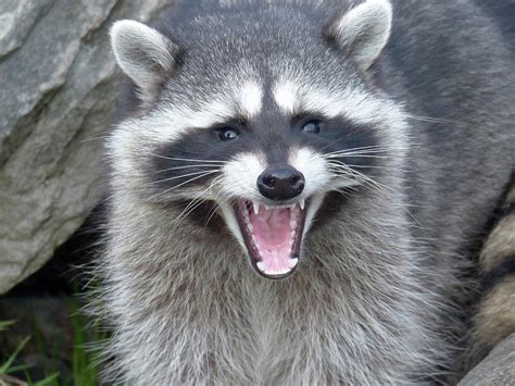 Angry Raccoon Photograph By Joseph Siebert Pixels