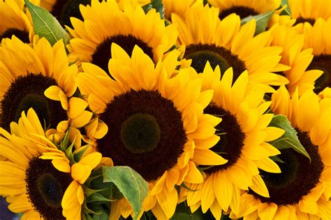 Download Sunflower Wallpaper Hd Is Cool Wallpapers