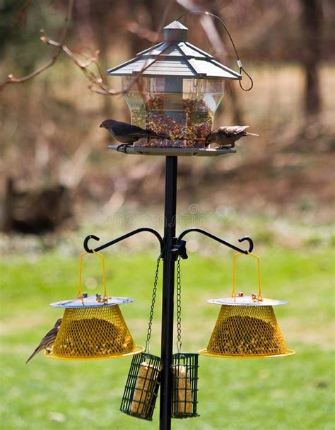 Feeding Backyard Birds Stock Photo Image Of Lounging 14452712