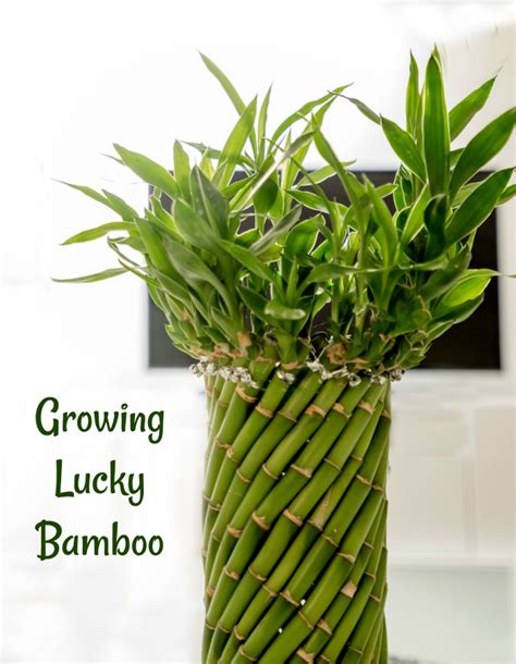 Indoor Bamboo Plant Care In Water Bamboo Plant Care How To Grow
