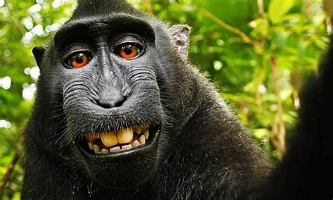 wikimedia decide manter on line ‘selfie do macaco jornal o globo