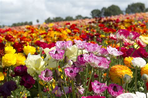Cosas Que Debe Saber Sobre Los Campos De Flores En Carlsbad Hoy San Diego