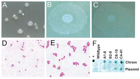 Proteus Mirabilis Colony Morphology Limfacool