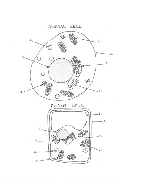 35 Animal Cell Diagram Worksheet Notutahituq Worksheet Information