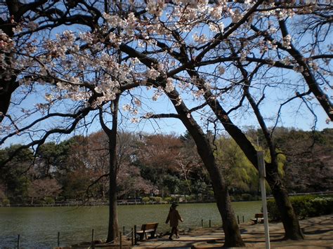 freetime: 桜を訪ねて 善福寺公園（杉並区善福寺）