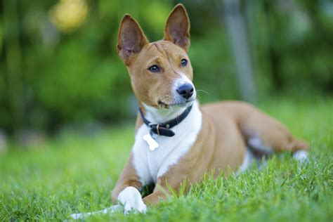 Basenji Dog