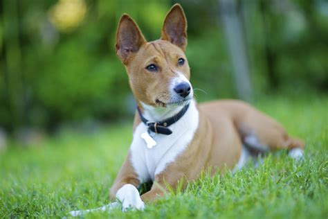 The coat is short, shiny and fine and comes in pure black, copper, red, chestnut red, or tricolor in. Basenji - Dog-Breeds.net