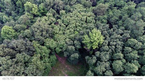 Aerial View Of Green Forest Treetops From Above In Stock Video Footage