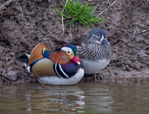 The Mandarin Duck 10000 Birds Healthypetsblog