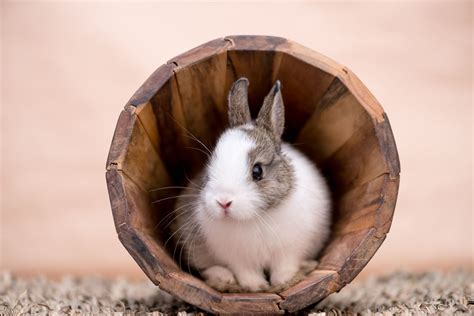 Everything You Ought To Know Before Keeping Dwarf Bunnies As Pets Pet