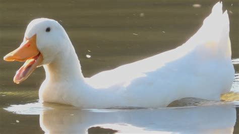 White Pekin Duck Quacking Sounds And Cute Moments In The Wild Youtube