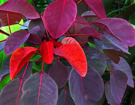 10 Spectacular Red Foliage Tropical Plants For Your Garden Dengarden